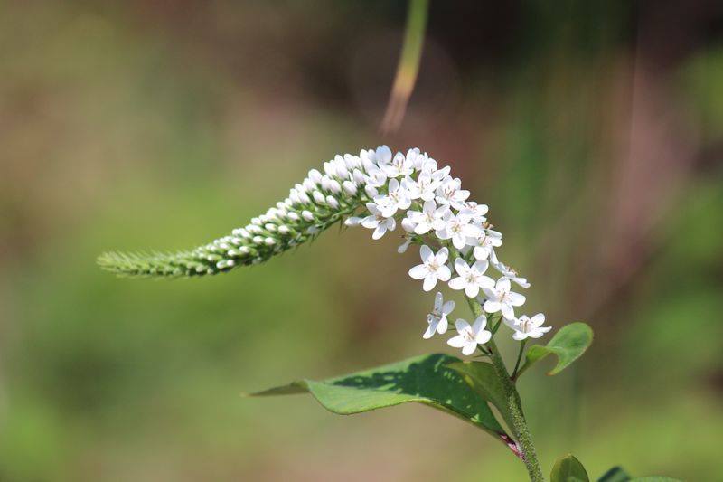 虎尾草 とらのを 極楽蜻蛉の俳句