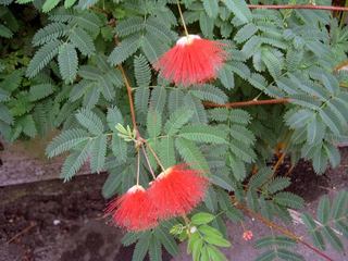 合歓の花.jpg