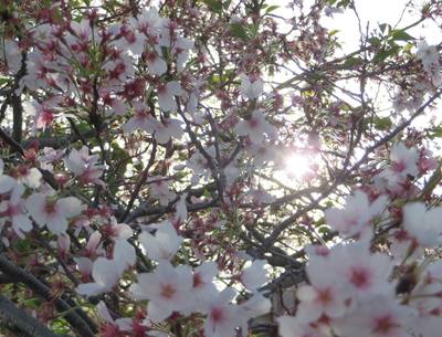 名残の花.jpg