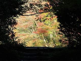君待つ紅葉.jpg