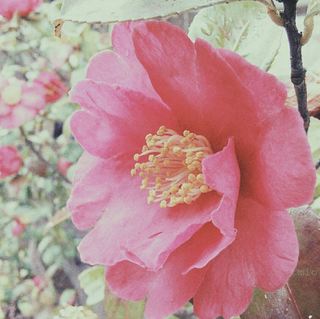 春を待つ.jpg