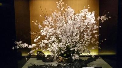 桜.jpg