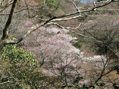 桜奏でる.jpg
