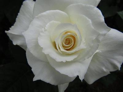 白薔薇.jpg