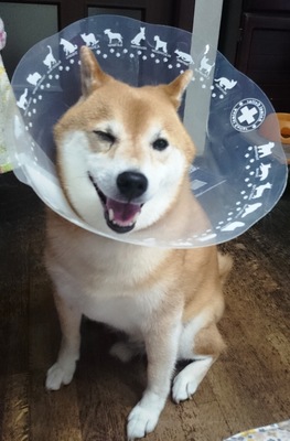 秋の草.jpg