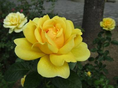 秋薔薇(あきそうび).jpg