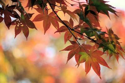 紅葉.jpg