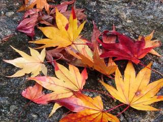 紅葉の絨毯.jpg