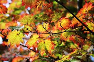 紅葉散る.jpg