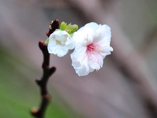 花.jpg