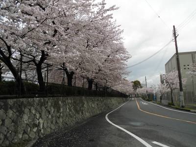 花の道.jpg