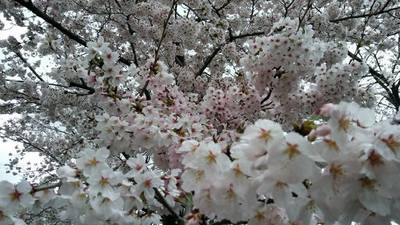 花万朶.jpg