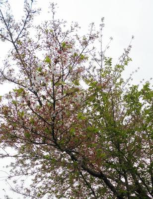 葉桜.jpg