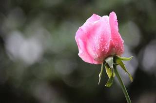 薔薇の露.jpg