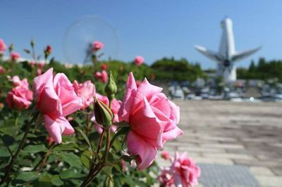 薔薇の香.jpg