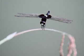蜻蛉 (2).jpg