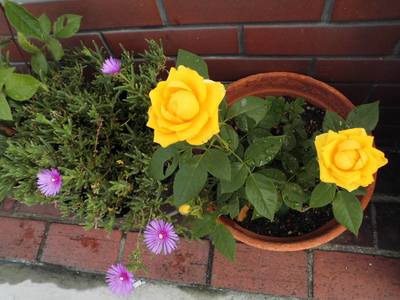 黄色い薔薇.jpg